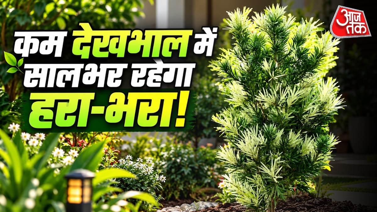 Low-maintenance Roman Candle Podocarpus ideal for Indian homes year-round