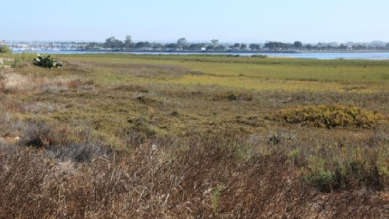 Former Salt Ponds Transform into Thriving Wetland Habitat