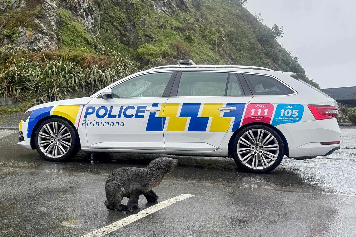 New Zealand police guide young seal back to ocean safety