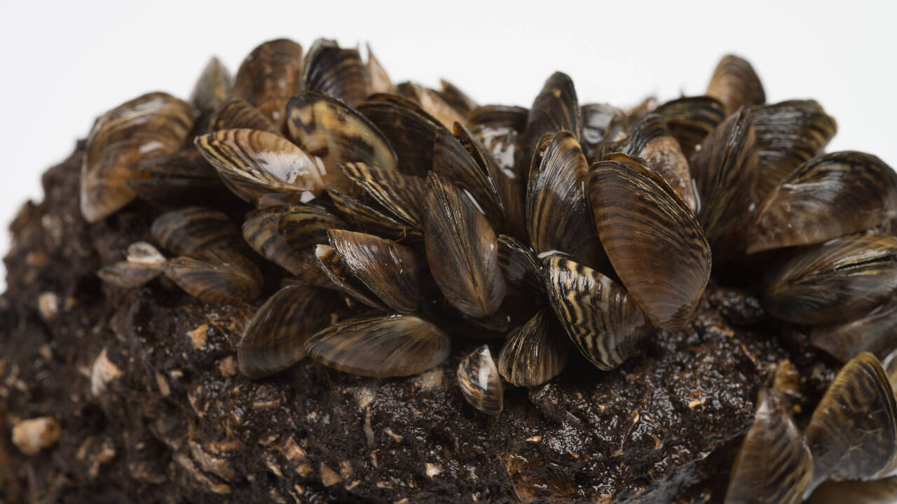 Scientists develop CO₂-based method to control invasive zebra mussels