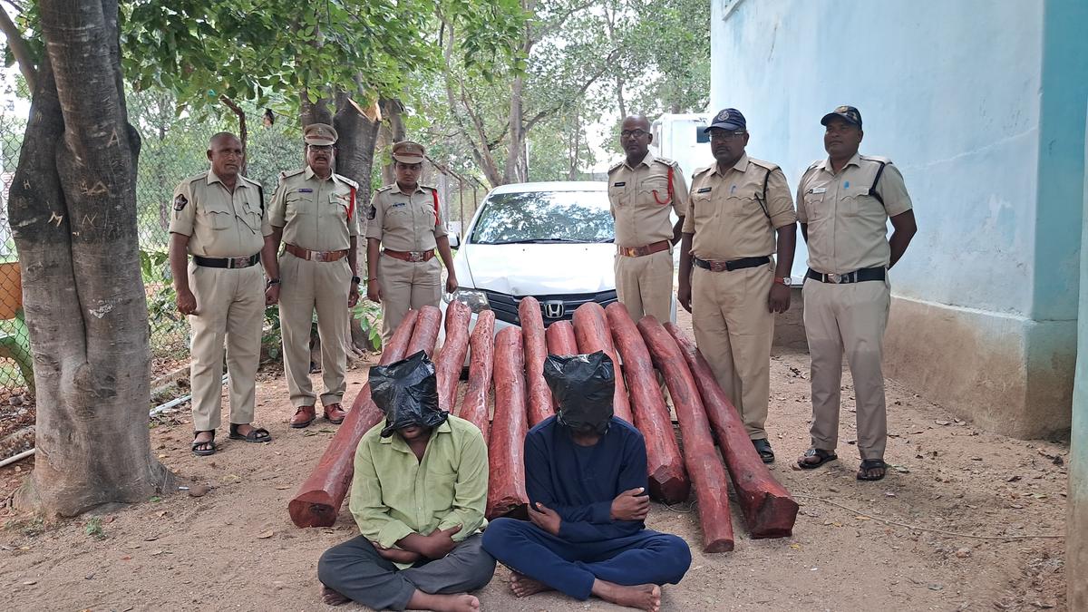 Two arrested with red sanders logs in Kadapa forest operation