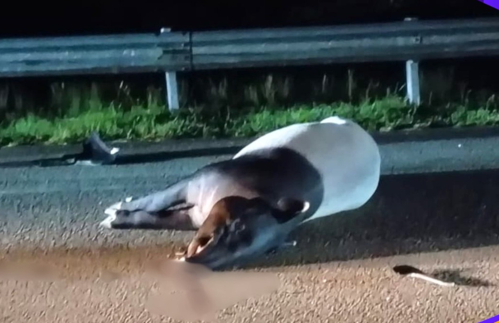 Tapir betina mati dipukul kenderaan di jalan Dungun