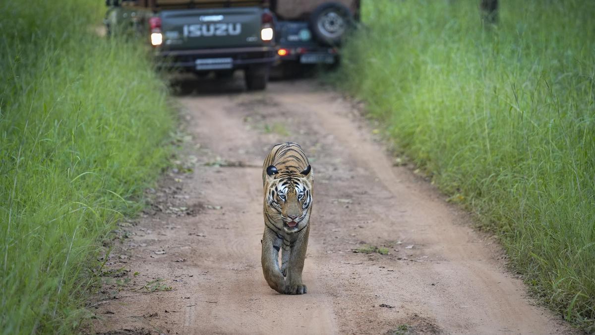 Tadoba tiger reserve deploys automated system for wildlife waterhole management