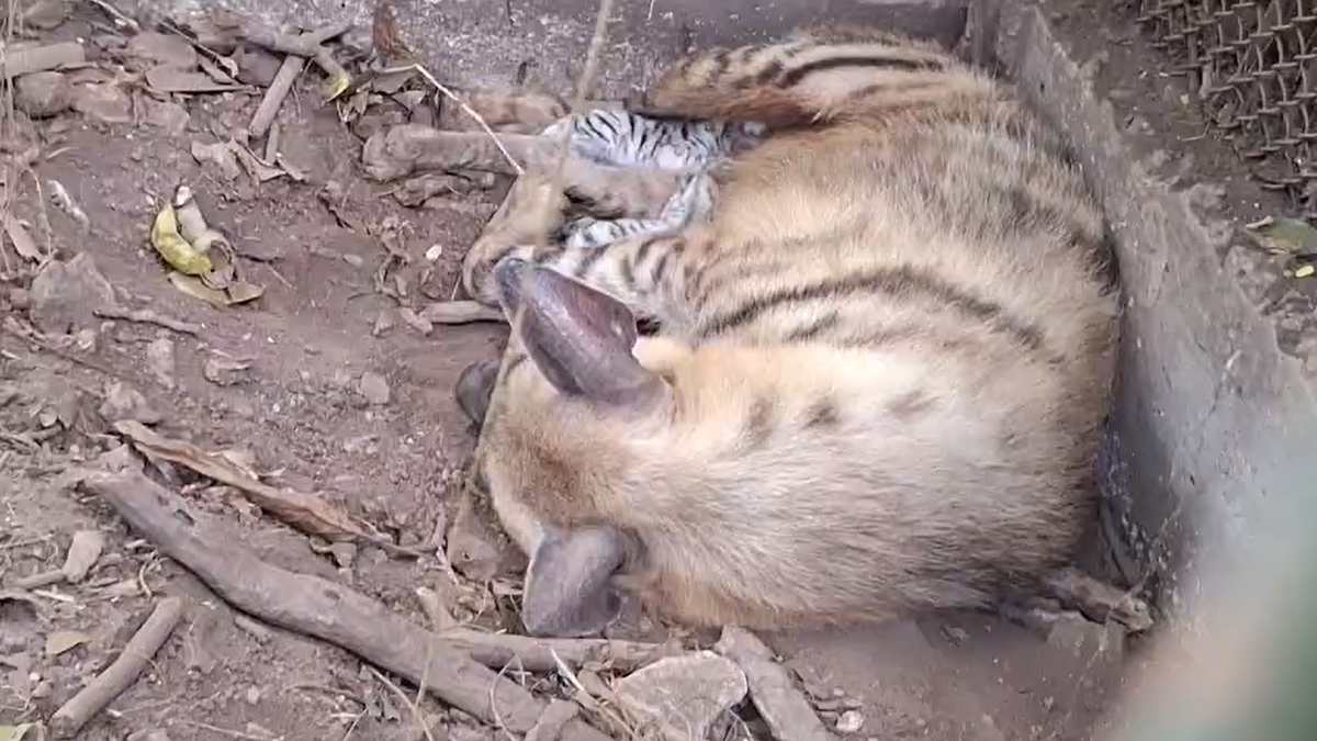 Hyena gives birth to twin cubs at Thiruvananthapuram Zoo