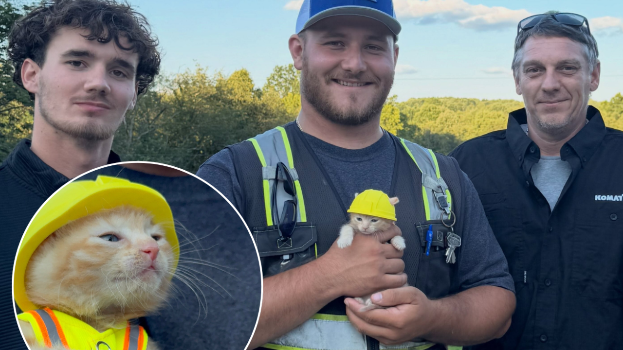 Construction workers adopt rescued kitten as official site mascot