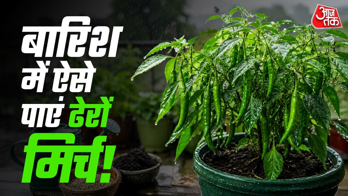 Monsoon Care Tips Help Potted Chilli Plants Thrive, Yield Abundantly
