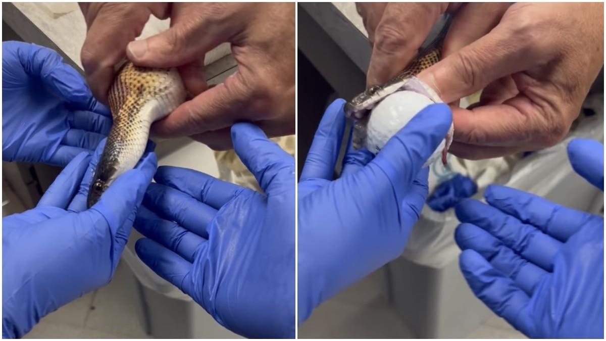 Python swallows three golf balls in unusual US wildlife incident