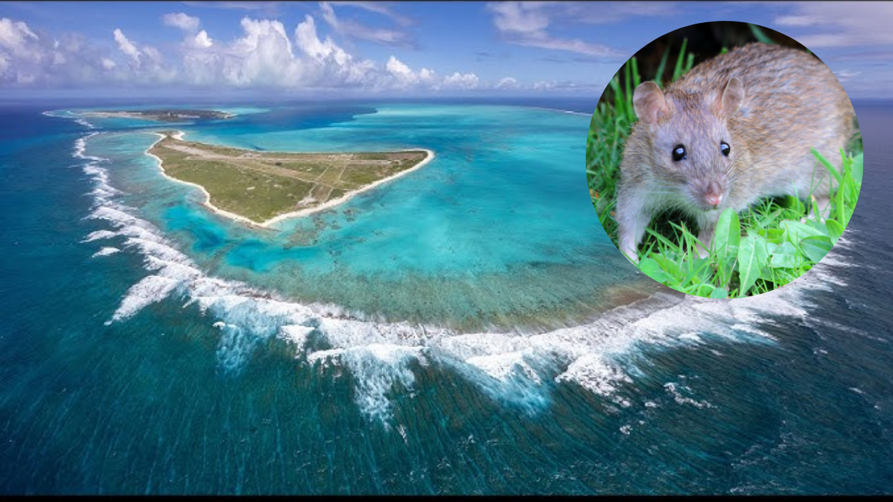 Pacific sanctuary recovers as rat eradication revives seabird colonies