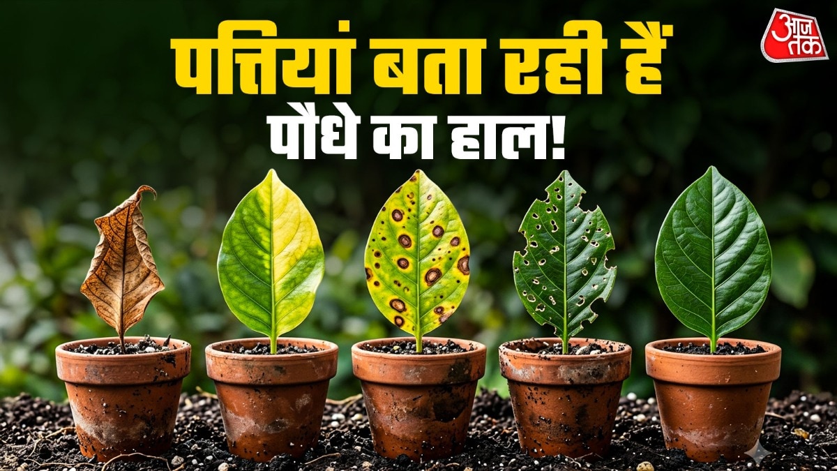 पौधों की पत्तियों का रंग-रूप बताता है उनकी सेहत की कहानी