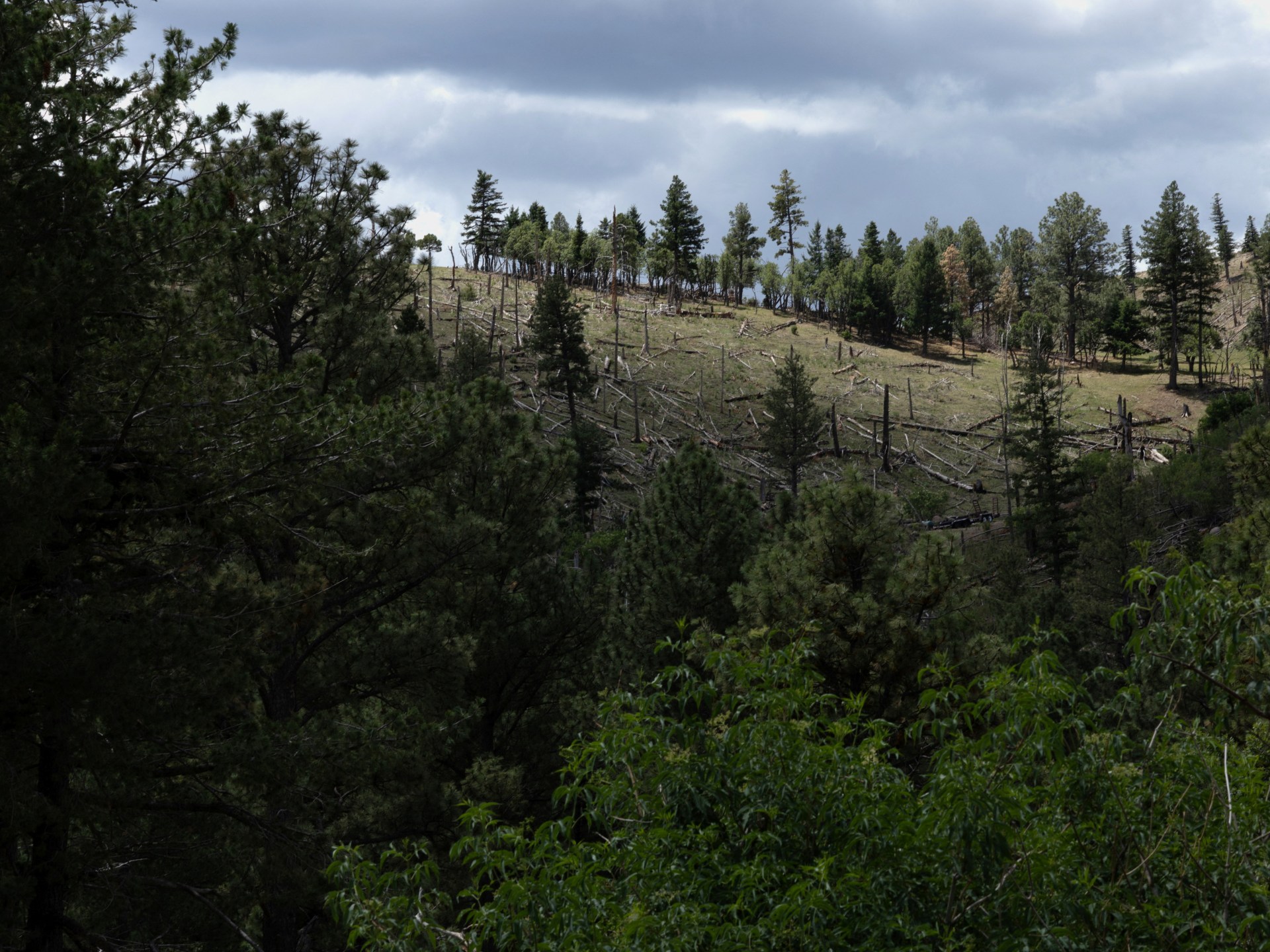 US moves to rescind forest protection rule citing wildfire concerns