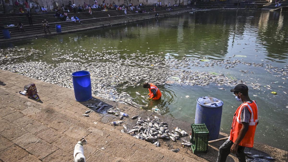 Mumbai BMC seeks resident input after mass fish deaths at Banganga tank
