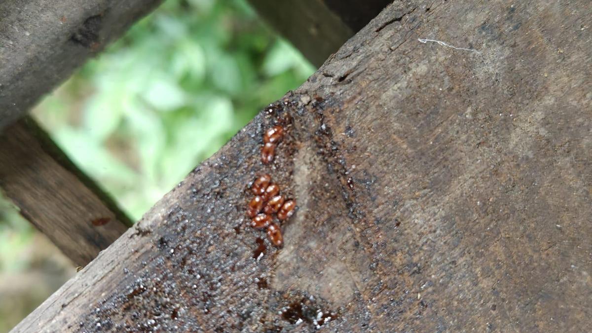कर्नाटक में दो साल बाद भी छोटे मधुमक्खी भृंग से मधुपालकों को खतरा