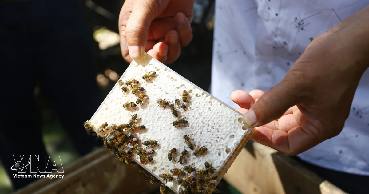 Vietnam recognises scientific innovation driving agricultural value growth