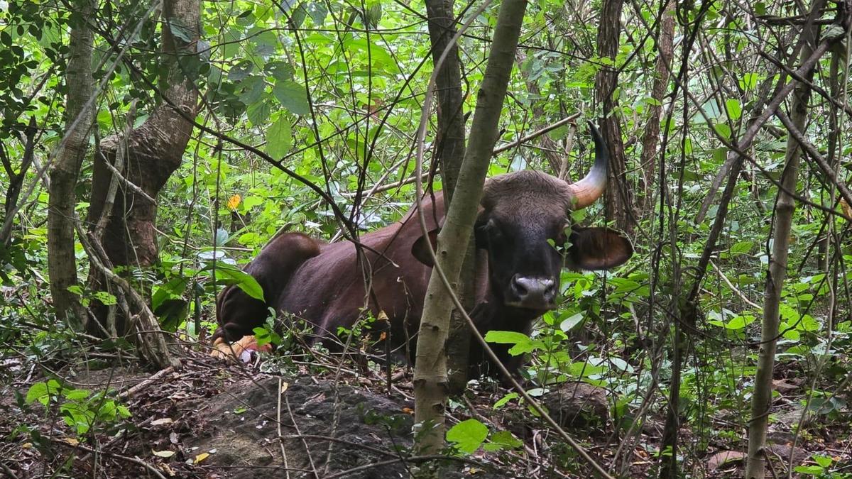 750-kg Indian gaur freed from poacher's snare in Andhra Pradesh