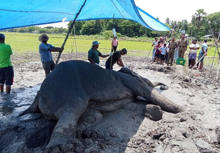 Veterinary teams mount intensive rescue effort for stricken wild elephant