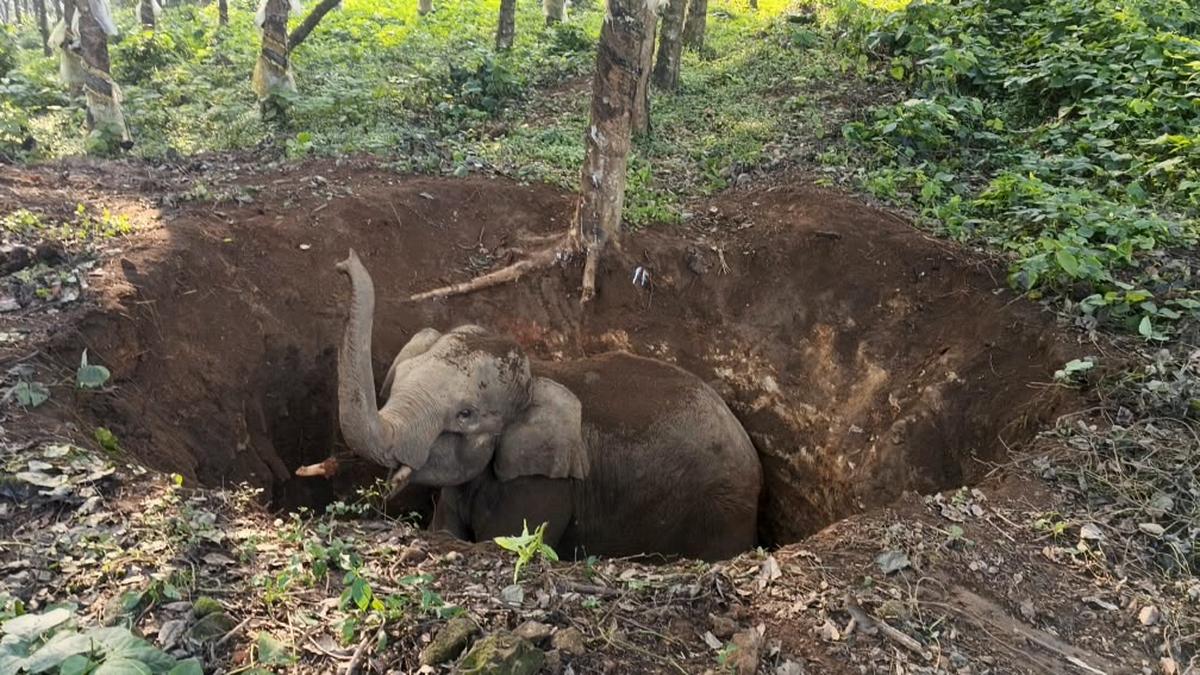 Rescue operation launched after elephant calf trapped in Kerala well
