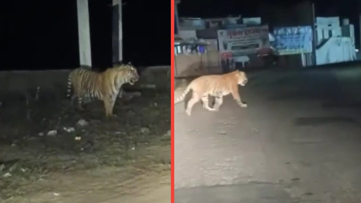 Tiger spotted crossing highway forces closure of Alwar-Jaipur route