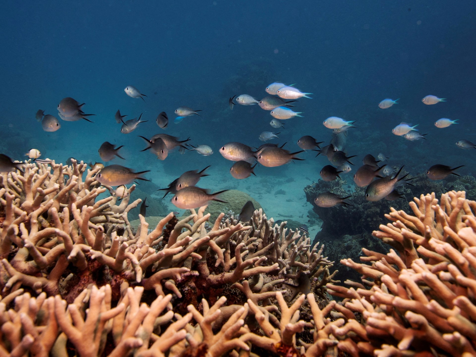 Nearly all shallow coral reefs now classified as critically endangered