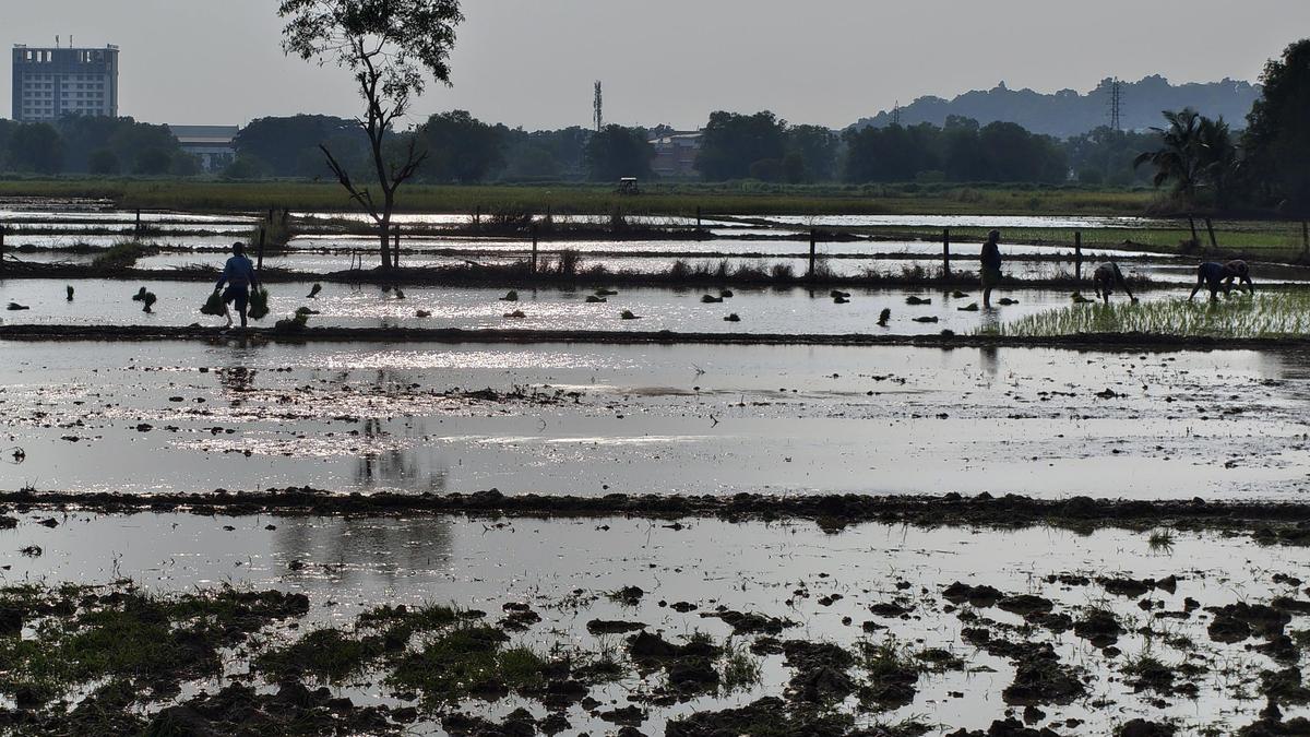 Kerala's Neglected Paddy Fields Pose Growing Ecological and Food Security Risk