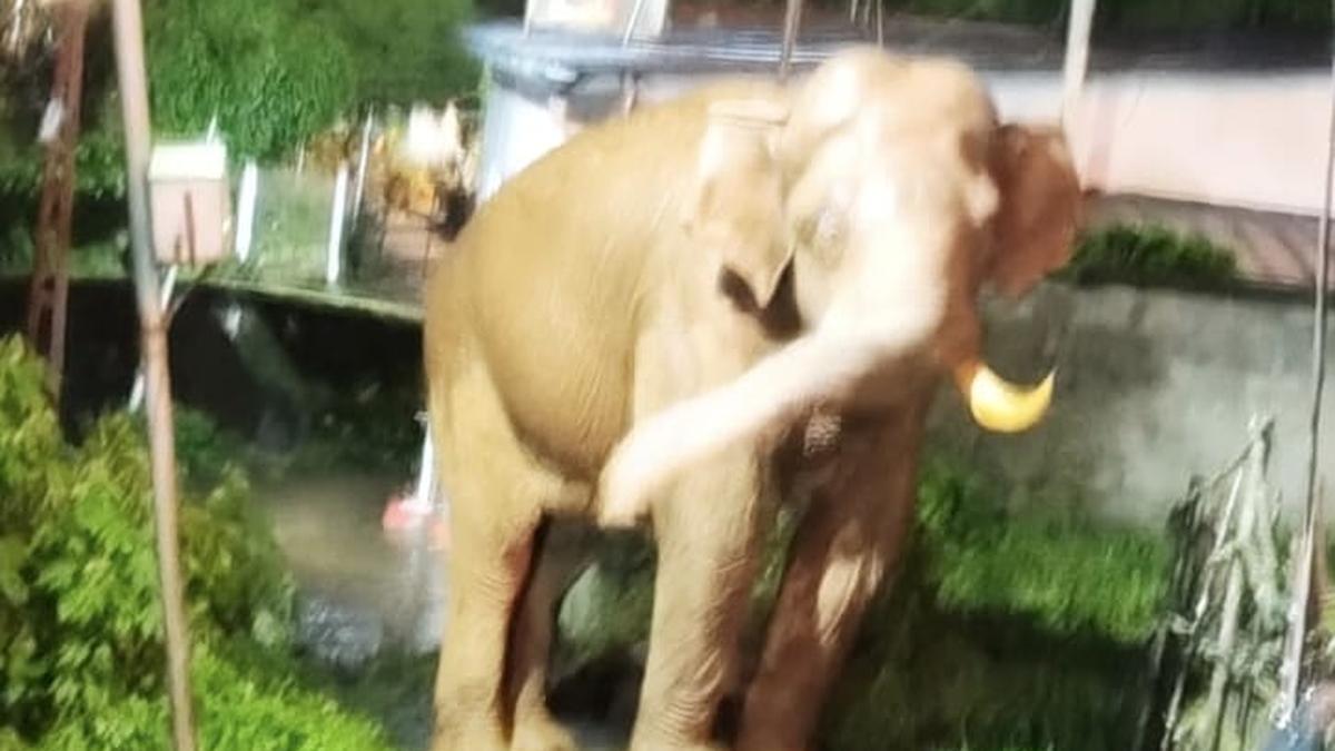Wild elephant kills cardamom worker in Kerala's Idukki district