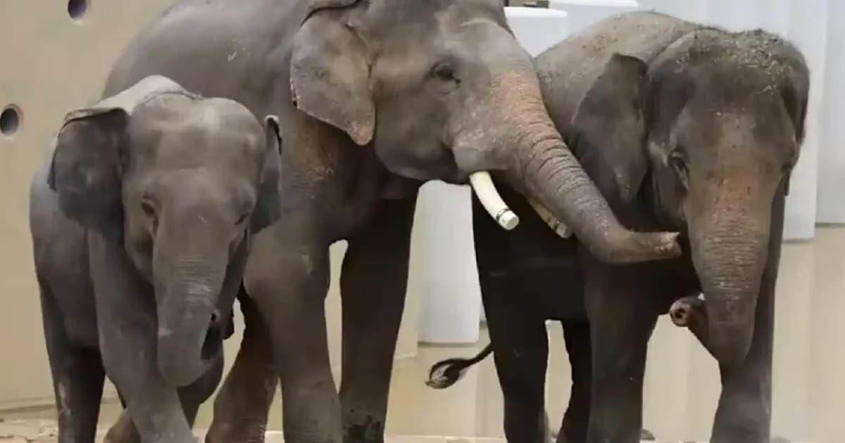 Calls mount for veterinary team to assess elephant's health in Japan