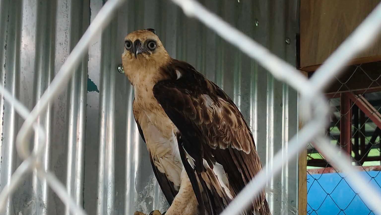 Rare Philippine hawk-eagle eaglet rescued, handed to environmental officials