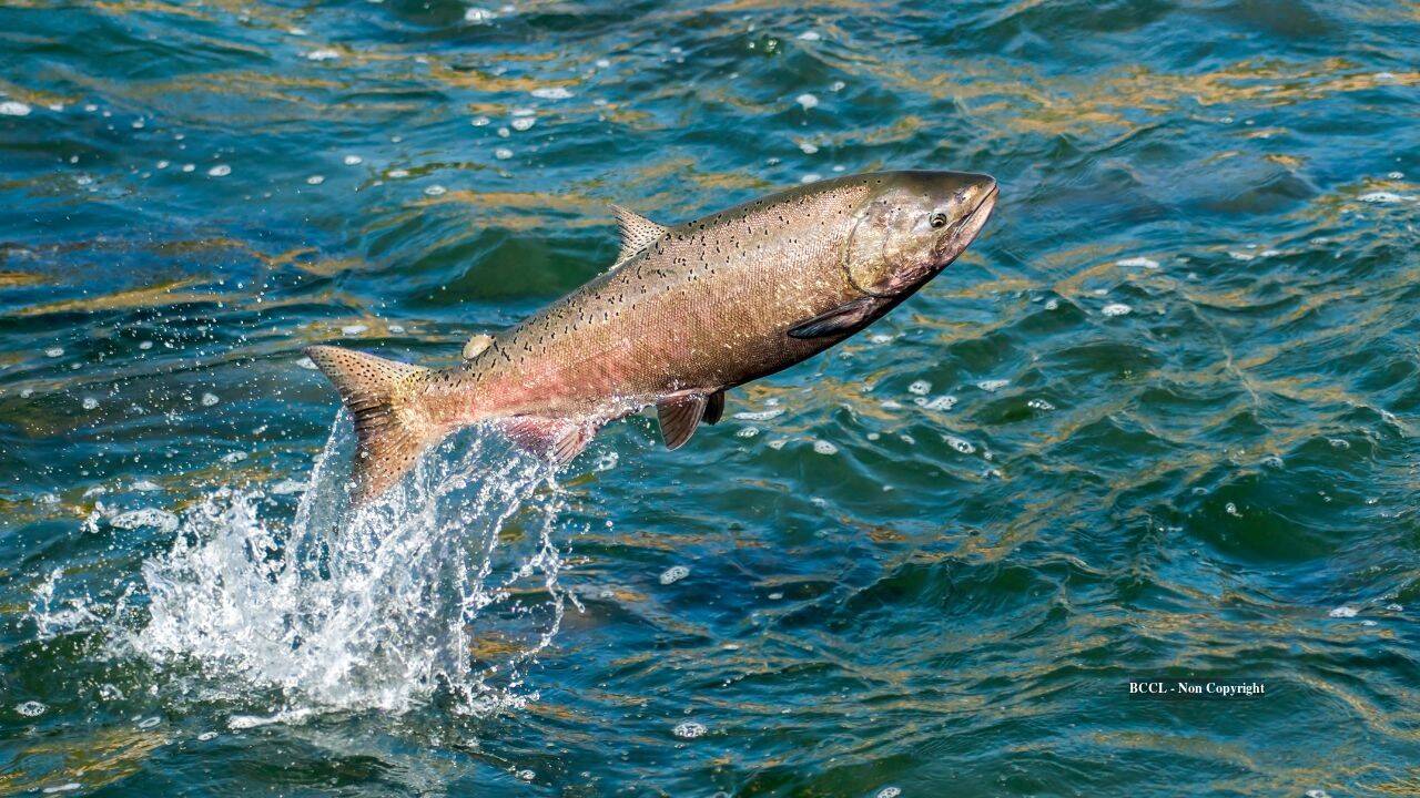 California dam removal opens waterways for salmon spawning restoration