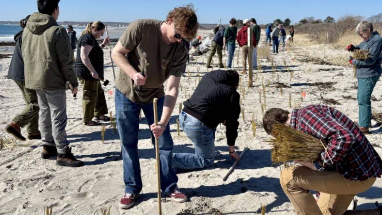 US students plant thousands of dune grasses to combat coastal erosion