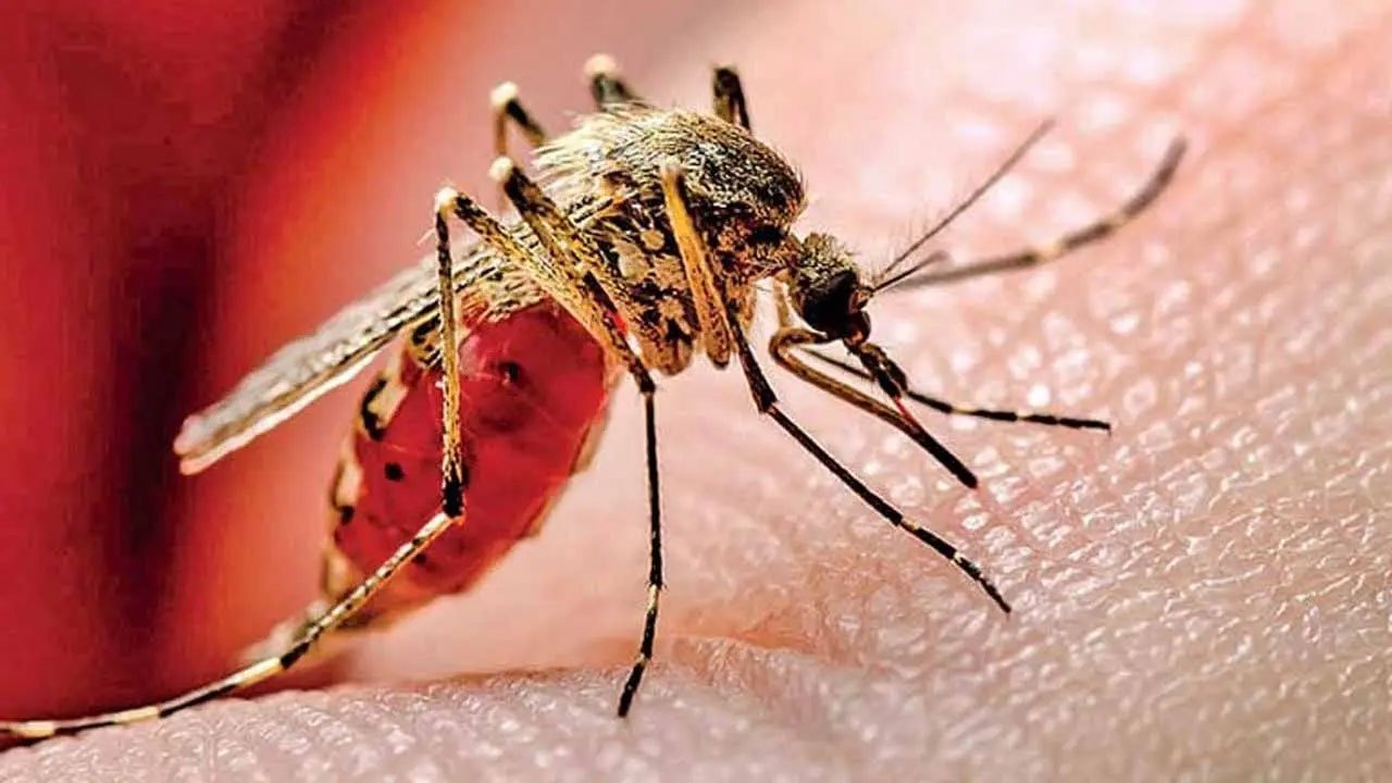Dengue cases in Sri Lanka breach 95,000 mark amid outbreak
