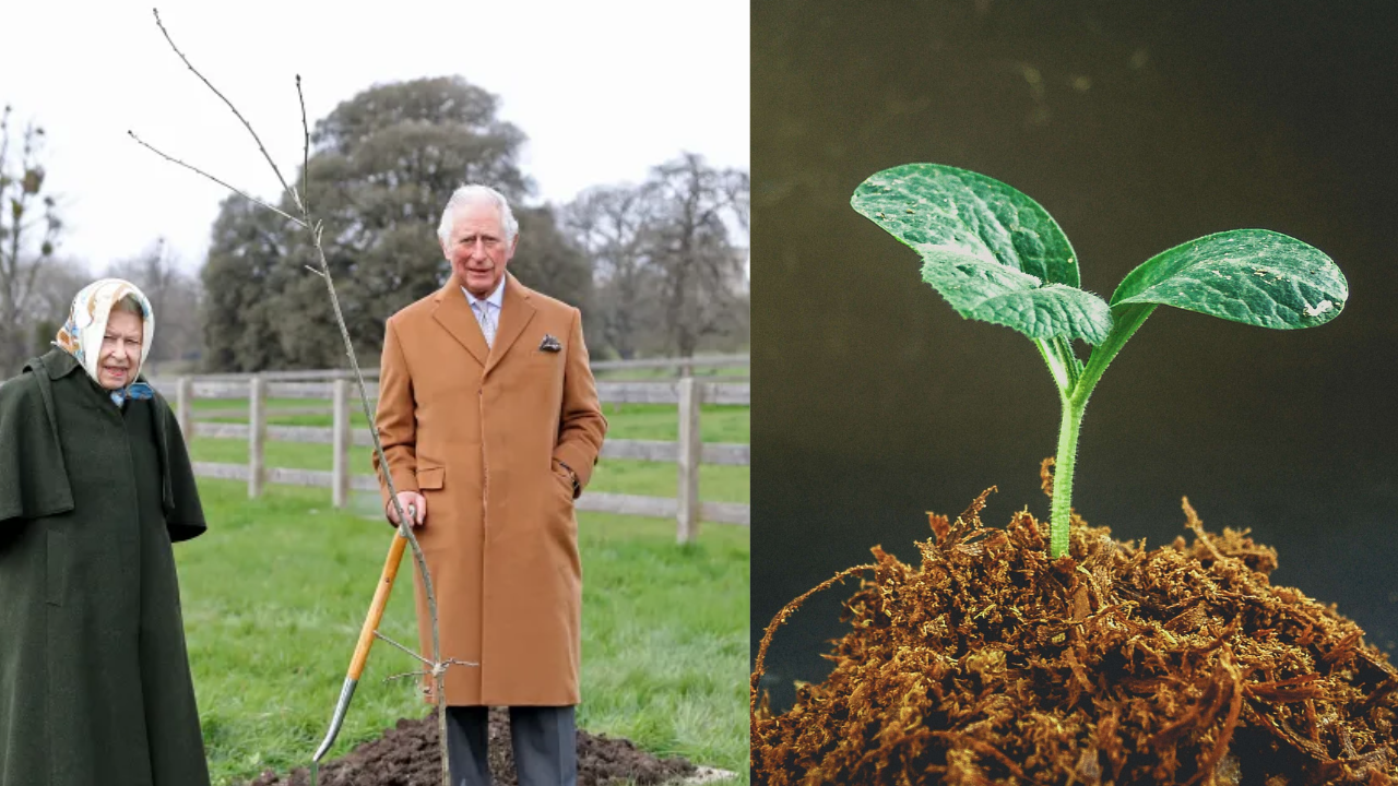 Queen Elizabeth's tree-planting legacy reaches 3 million milestone