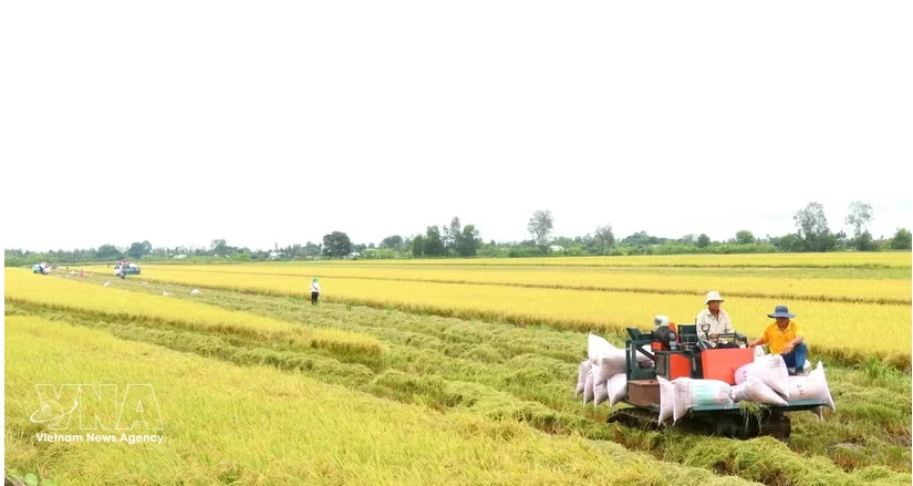 Can Tho launches initiative to cut emissions from rice farming