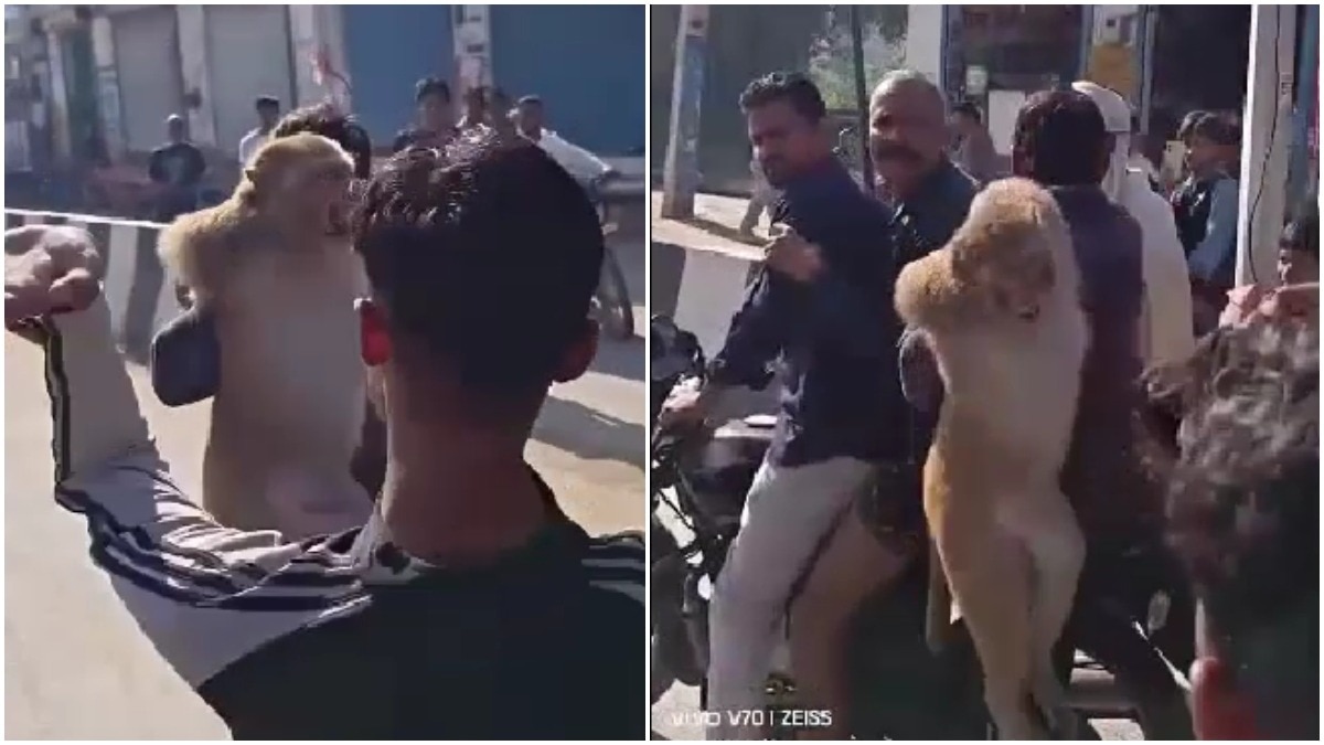 Aggressive monkey captured after ten-day manhunt in Haryana
