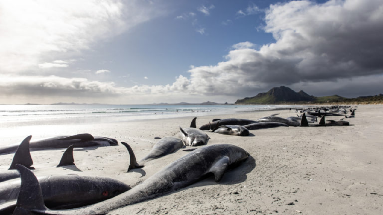 Study reveals Pacific pilot whales ingesting dangerous levels of ocean plastic