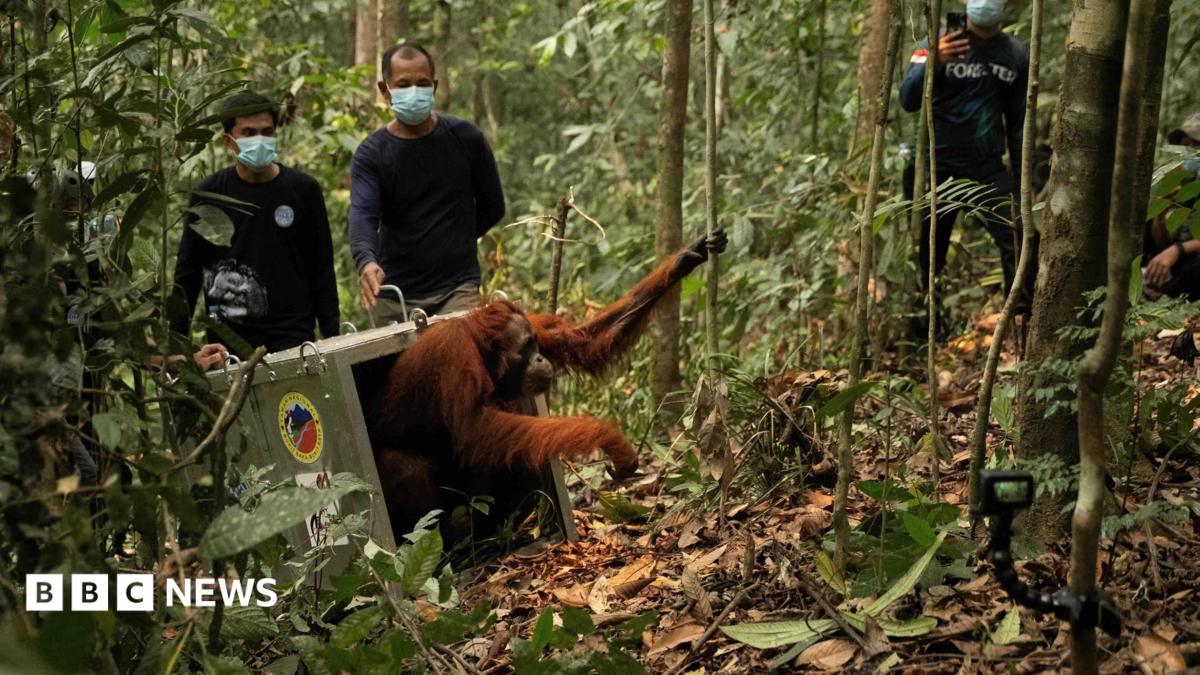 Rescued orangutans returned to wild after devastating Borneo fires