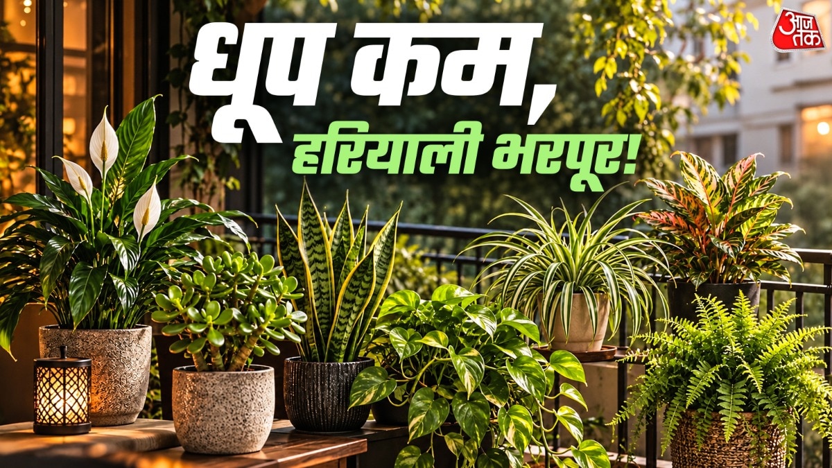 Transform Your Shaded Balcony With These Seven Shade-Tolerant Plants