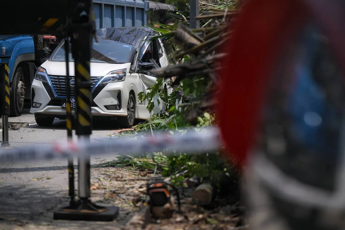 Fallen tree traps driver in Dempsey, damages parked vehicle