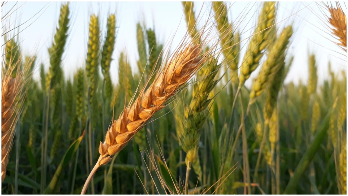 El Niño Could Warm India's Winter, Threatening Wheat Crop