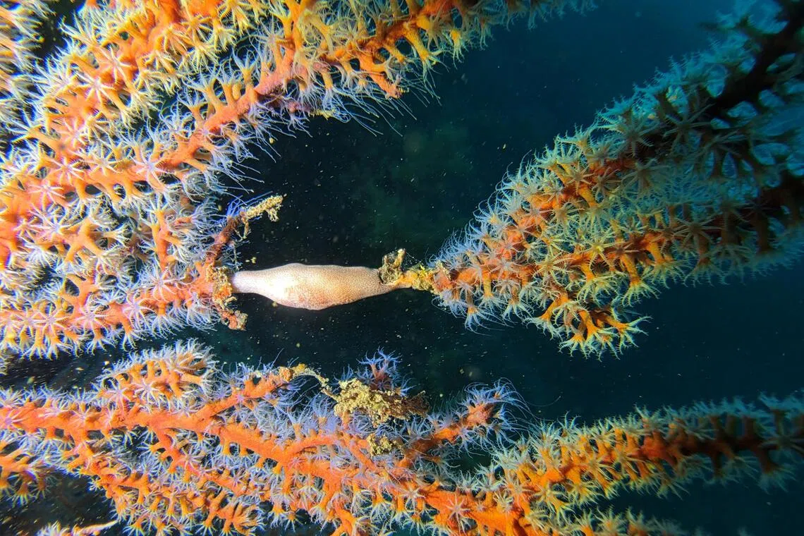South Korean coral decline signals warming ocean threat to Asia