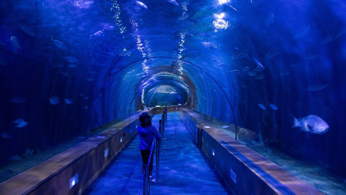 Mumbai's Hidden Pursuit: A Guide to Fish-Watching in the City