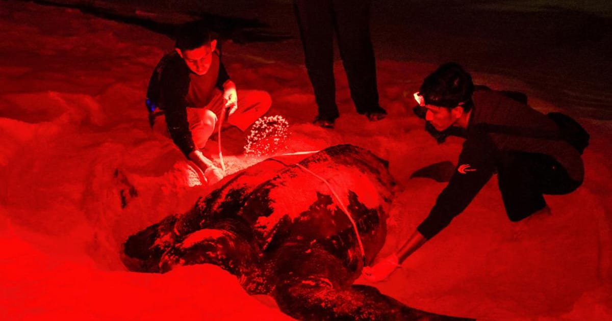 Leatherback turtle nests at Rantau Abang, eggs secured for monitoring