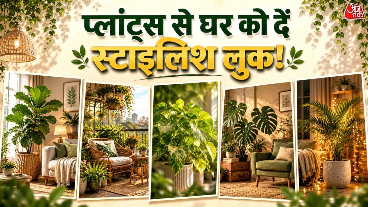 Large-leafed indoor plants transform compact homes into spacious, luxurious spaces