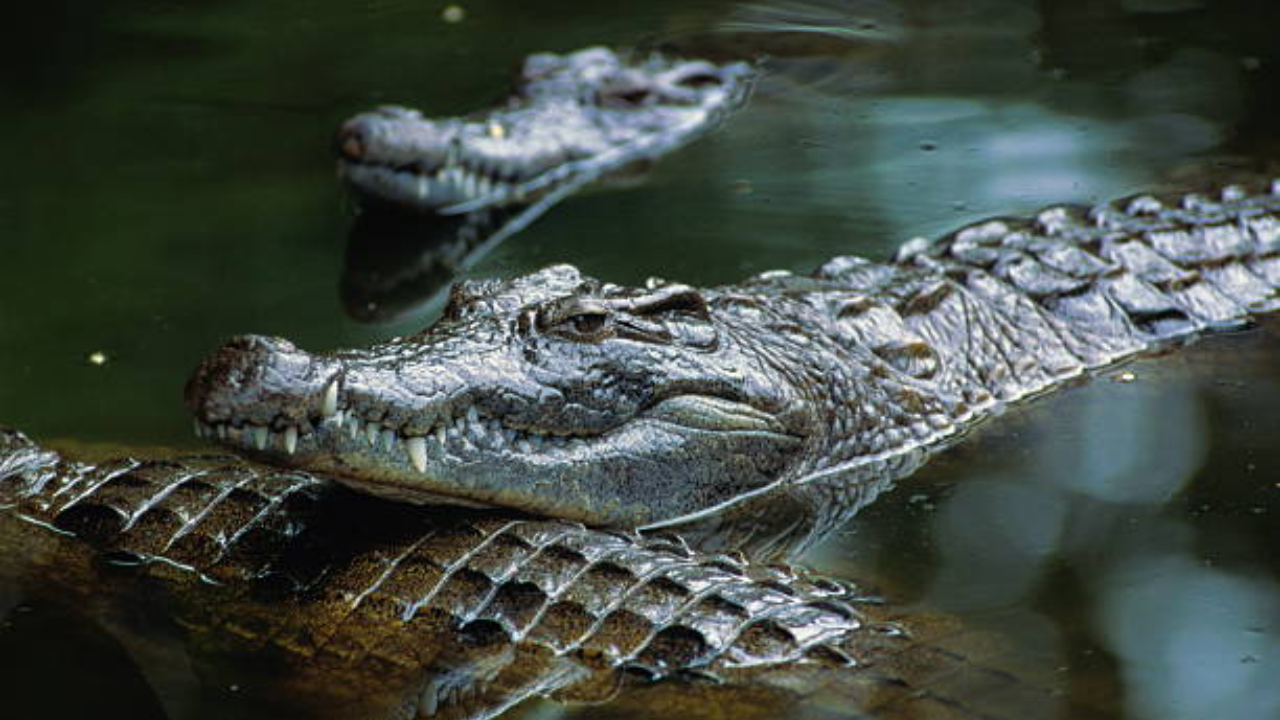 Israel's Crocodile Prison Plan Sparks Wildlife and Land Use Debate