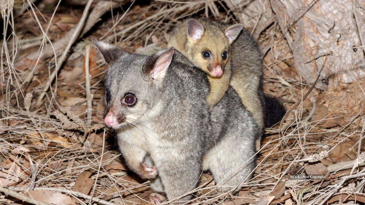 Invasive Possums Threaten New Zealand's Ancient Forest Ecosystem