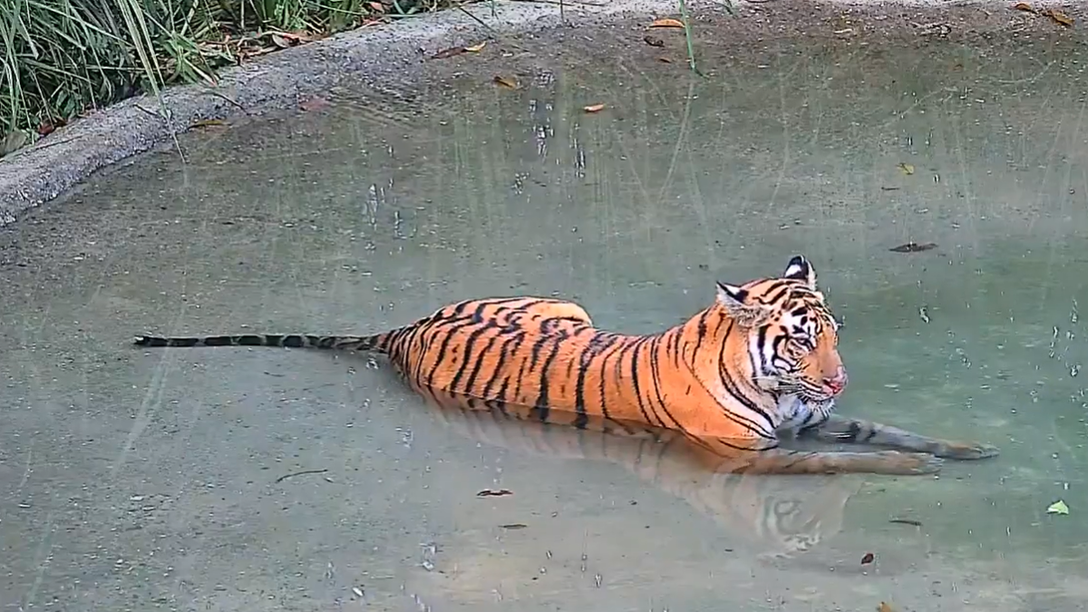 Bengal releases tigress into Buxa reserve as wildlife restoration effort accelerates