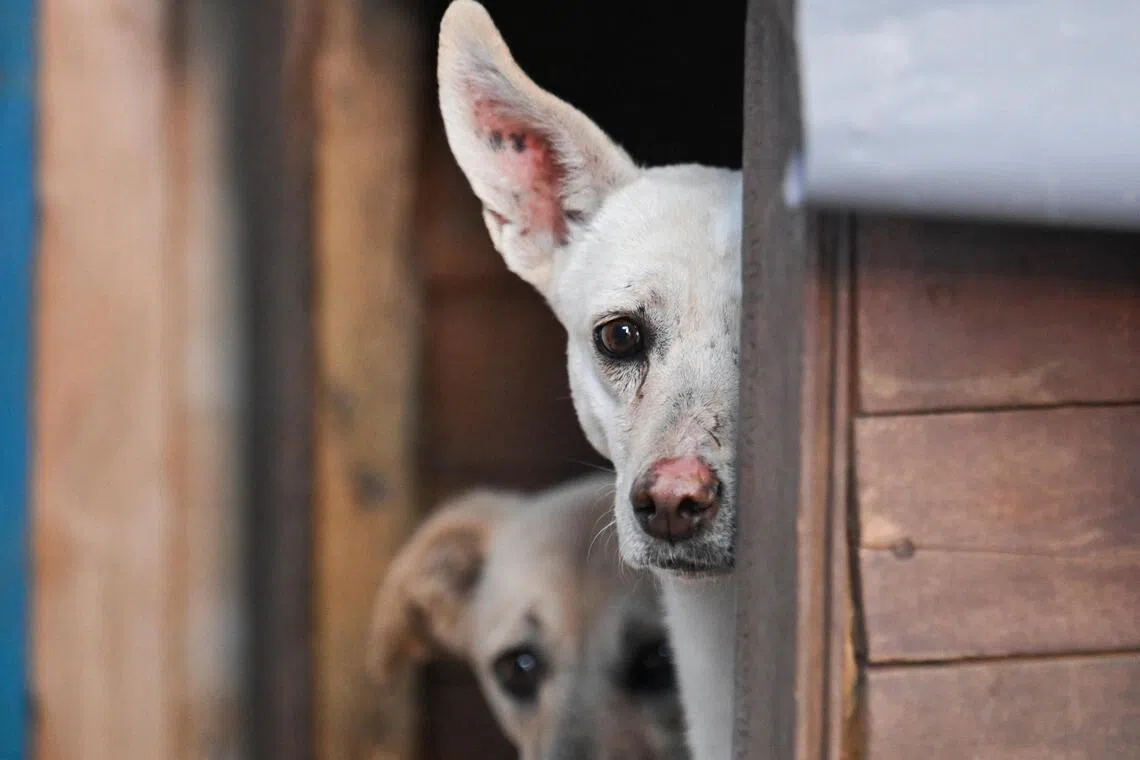 Animal cruelty case ignites animal welfare movement across China