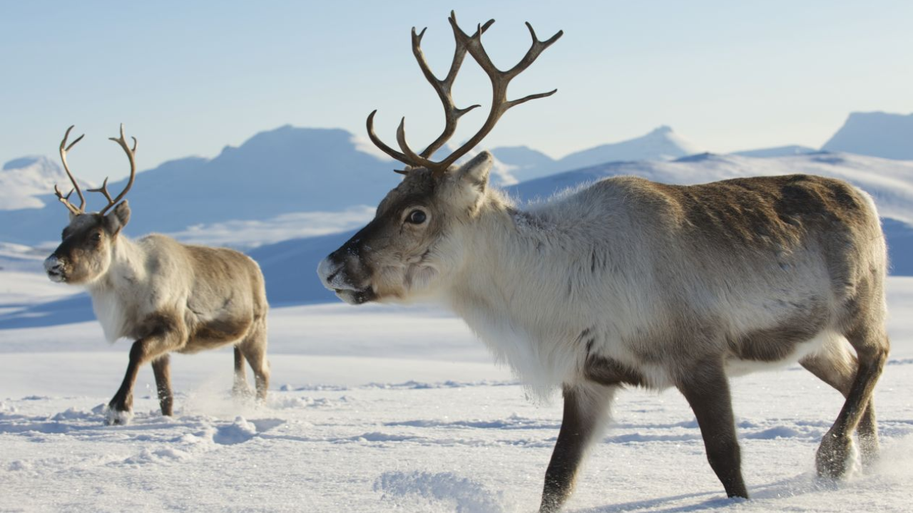Century-old reindeer introduction wreaks ecological havoc on South Georgia