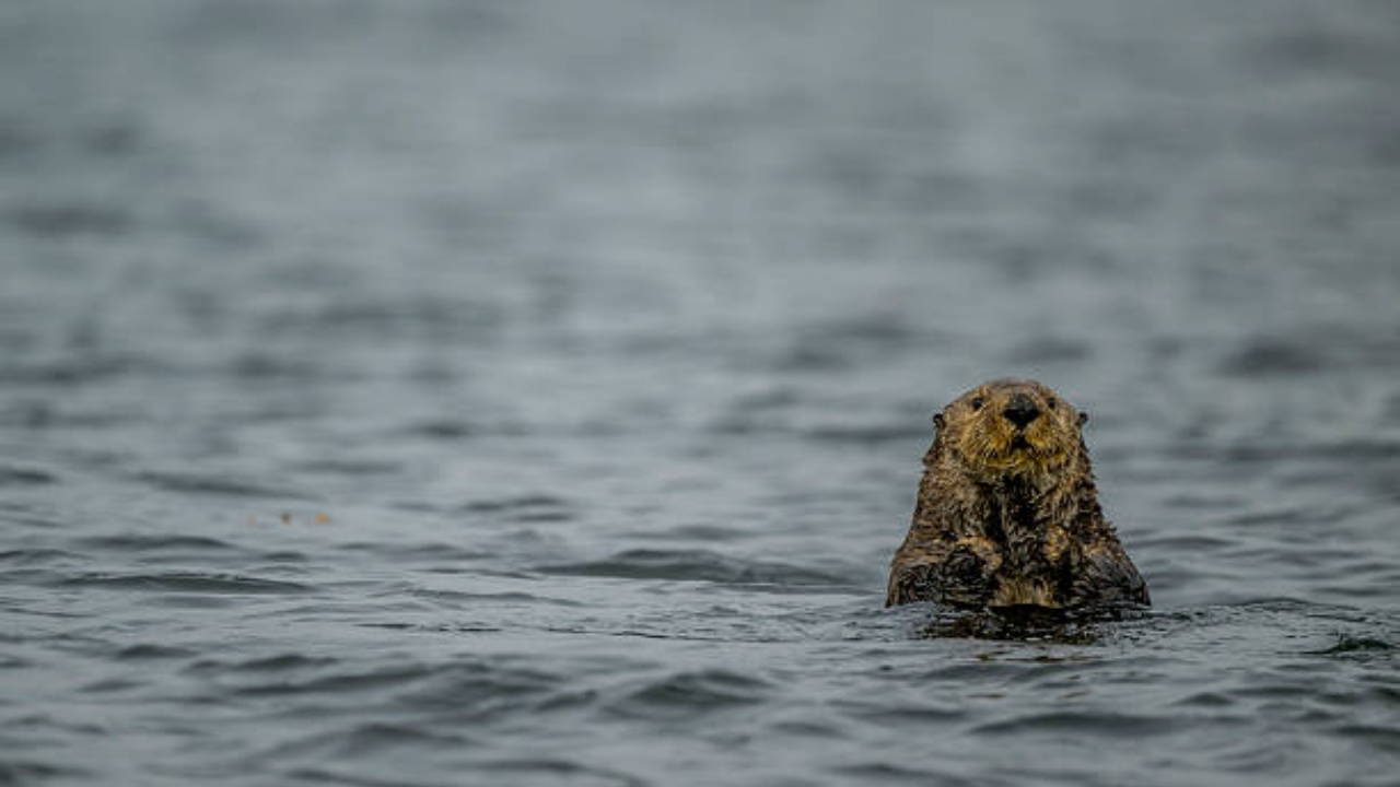Sea otter resurgence in Canada sparks conservation dilemma