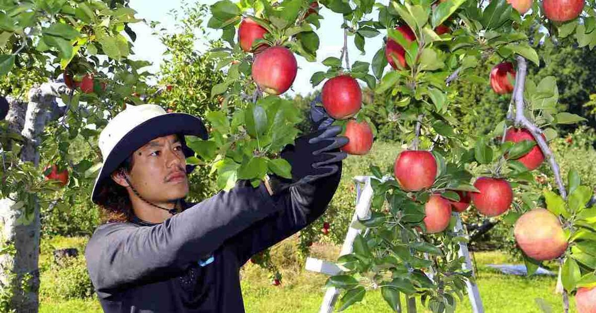 Japanese footballers swap pitch for apple orchards in career diversification drive