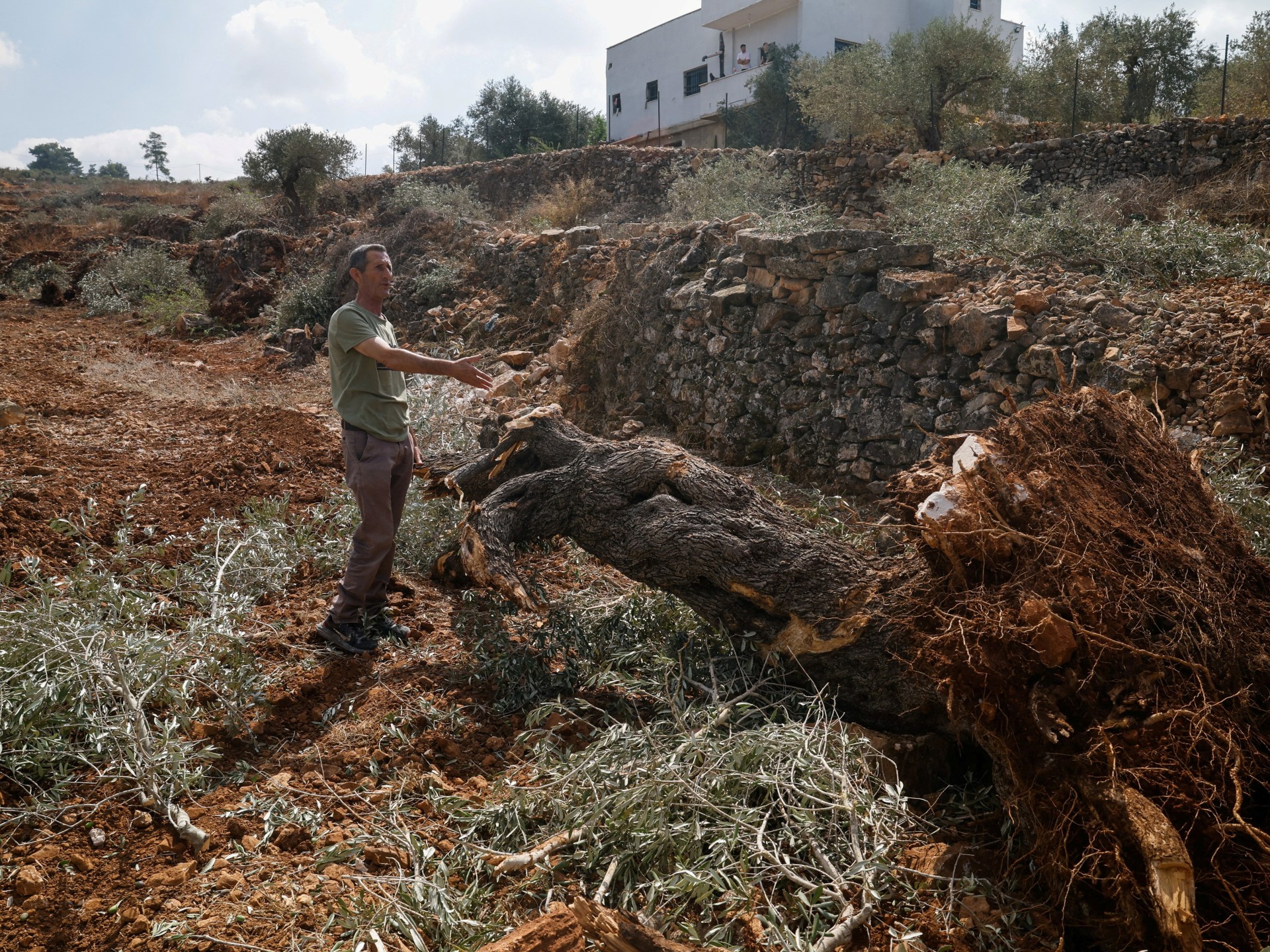 Israeli forces demolish Palestinian olive groves ahead of West Bank harvest