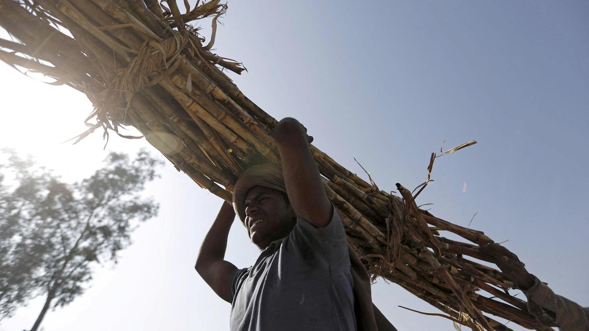 Uttar Pradesh introduces new sugarcane varieties to boost crop yields